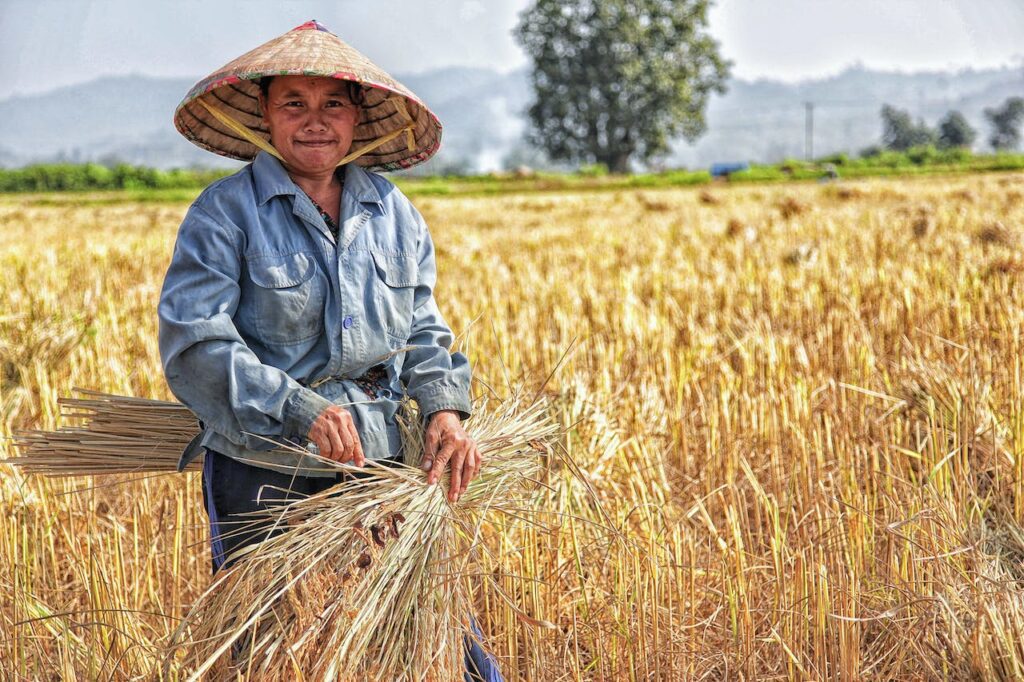 harvest grain